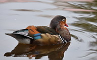 Mandarin duck (Aix galericulata)